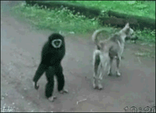 monkeyownsdog