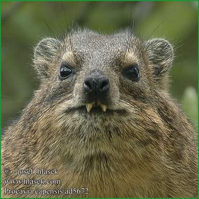 Dassie